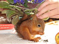 Fauna & Flora: arttu, squirrel pet