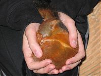 TopRq.com search results: arttu, squirrel pet
