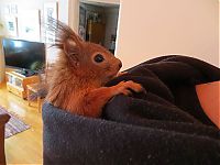 TopRq.com search results: arttu, squirrel pet