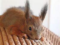 Fauna & Flora: arttu, squirrel pet