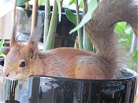 Fauna & Flora: arttu, squirrel pet