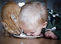 Fauna & Flora: cat and the child