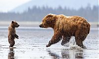TopRq.com search results: bear cub hug