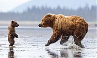 bear cub hug