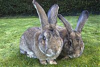 Fauna & Flora: darius, the biggest rabbit