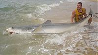 Fauna & Flora: tiger shark catch