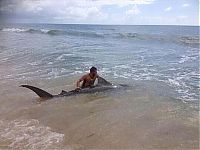 Fauna & Flora: tiger shark catch