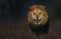 TopRq.com search results: lion attacks a photographer