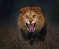TopRq.com search results: lion attacks a photographer