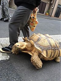 TopRq.com search results: giant pet tortoise