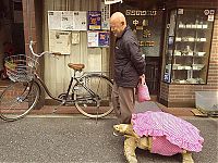 Fauna & Flora: giant pet tortoise