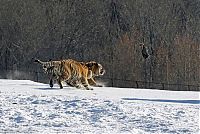 Fauna & Flora: tigers hunting a bird