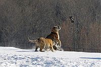 Fauna & Flora: tigers hunting a bird