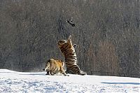 TopRq.com search results: tigers hunting a bird