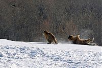 Fauna & Flora: tigers hunting a bird