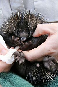 Fauna & Flora: Baby echidna, Taronga Zoo, Sydney, New South Wales, Australia