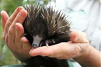 TopRq.com search results: Baby echidna, Taronga Zoo, Sydney, New South Wales, Australia