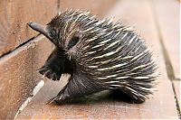 Fauna & Flora: Baby echidna, Taronga Zoo, Sydney, New South Wales, Australia