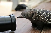 Fauna & Flora: Baby echidna, Taronga Zoo, Sydney, New South Wales, Australia