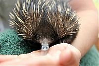 Fauna & Flora: Baby echidna, Taronga Zoo, Sydney, New South Wales, Australia