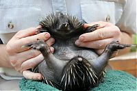 Fauna & Flora: Baby echidna, Taronga Zoo, Sydney, New South Wales, Australia