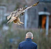 Fauna & Flora: eurasian eagle owl lands on a head