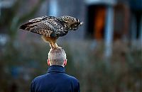TopRq.com search results: eurasian eagle owl lands on a head