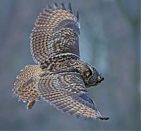 Fauna & Flora: eurasian eagle owl lands on a head