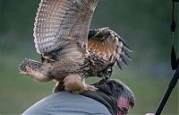 Fauna & Flora: eurasian eagle owl lands on a head