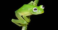Fauna & Flora: bare-hearted glass frog
