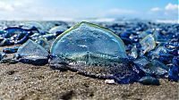 TopRq.com search results: velella velella on the beach