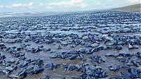 velella velella on the beach