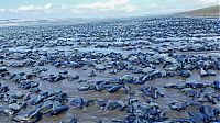 Fauna & Flora: velella velella on the beach