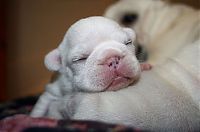 Fauna & Flora: bulldog puppies