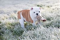 TopRq.com search results: bulldog puppies