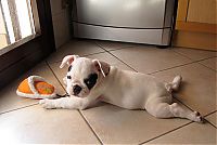 TopRq.com search results: bulldog puppies