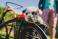 TopRq.com search results: bulldog puppies