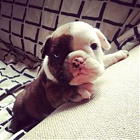 Fauna & Flora: bulldog puppies