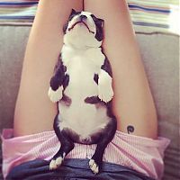 TopRq.com search results: bulldog puppies