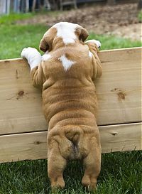 Fauna & Flora: bulldog puppies