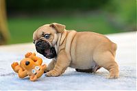 TopRq.com search results: bulldog puppies