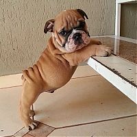 TopRq.com search results: bulldog puppies