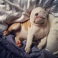 TopRq.com search results: bulldog puppies