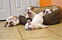 TopRq.com search results: bulldog puppies