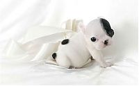 TopRq.com search results: bulldog puppies