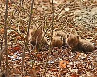 Fauna & Flora: young baby fox cubs