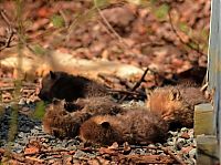 Fauna & Flora: young baby fox cubs