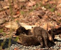 Fauna & Flora: young baby fox cubs