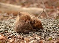 Fauna & Flora: young baby fox cubs