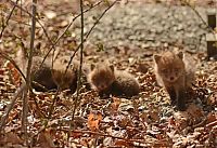 Fauna & Flora: young baby fox cubs